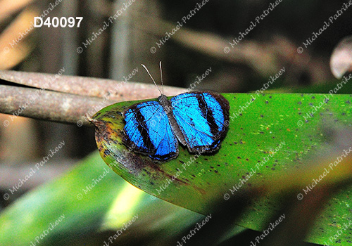 Semomesia geminus